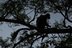 UGANDA - ENVIRONMENT - FOREST - DEFORESTATION - SAVE - CANOPY