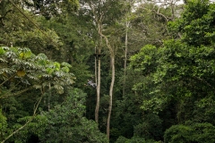 UGANDA - ENVIRONMENT - FOREST - DEFORESTATION - SAVE - CANOPY