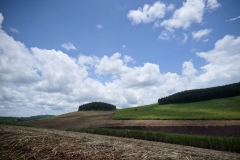 UGANDA - ENVIRONMENT - FOREST - DEFORESTATION - SAVE - CANOPY