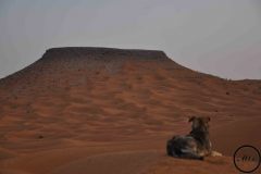 Un matin après la pluie, dans le Sahara, 2012.