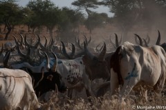 Diffa, à l'est du Niger est une zone propice à l'agriculture, à la pêche, à l'élevage et au commerce. Aujourd'hui, menacée par Boko Haram, la région est placée sous état d'urgence.