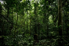 UGANDA - ENVIRONMENT - FOREST - DEFORESTATION - SAVE - CANOPY