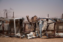 Les chameaux sont élevés dans les territoires libérés du Sahara occidental (zone occupée par les Sahraouis). Lorsqu’ils sont prêts à être abattus, ils sont conduits dans des enclos dans les camps. Leur viande est ensuite vendue au marché.