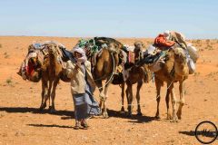 Peuple nomade dans le Sahara, 2012.